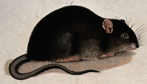rat illustration, semi-cute