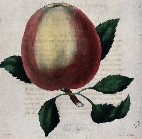 botanical illustration of "Wine Apple"