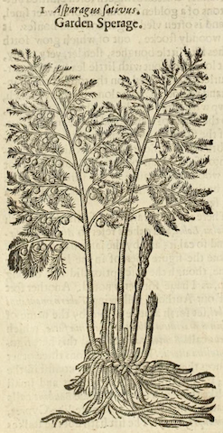 engraving of growing "Garden Sperage"