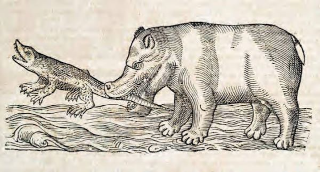 awkward engraving of hippopotamus catching crocodile by the tail
