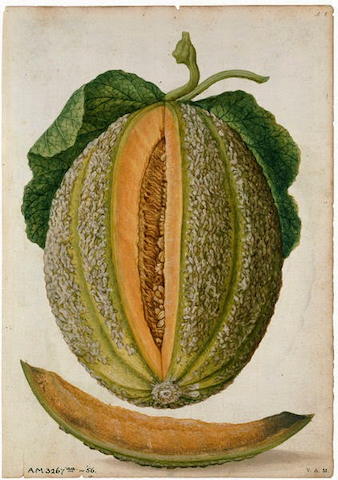 botanical illustration of melon and melon slice