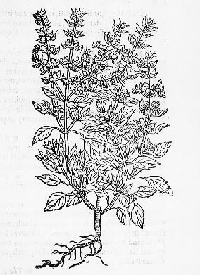 botanical illustration of basil plant