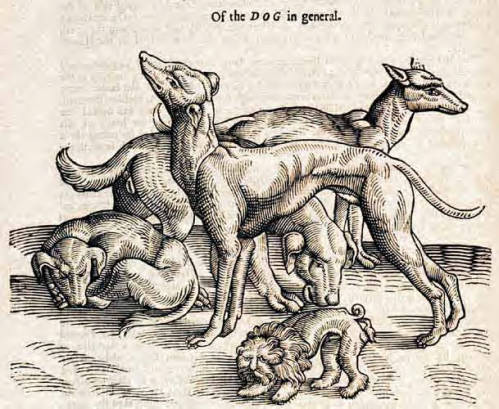 engraving of various dogs cavorting labeled "Of the DOG in general"