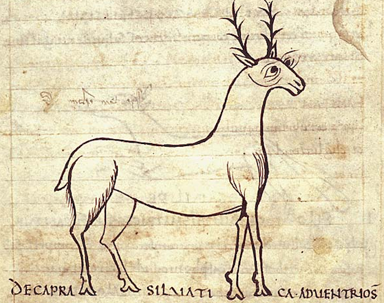 manuscript illustration of cute wild deer with fanciful antlers