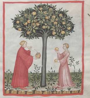 manuscript illustration of man and woman gazing at citrus tree