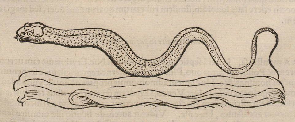 engraving of creepy water snake