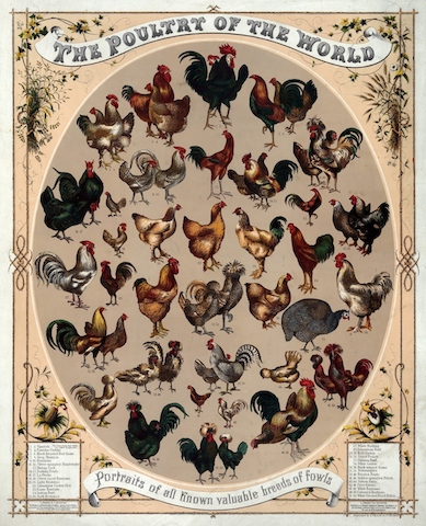 decorative poster of many fowl