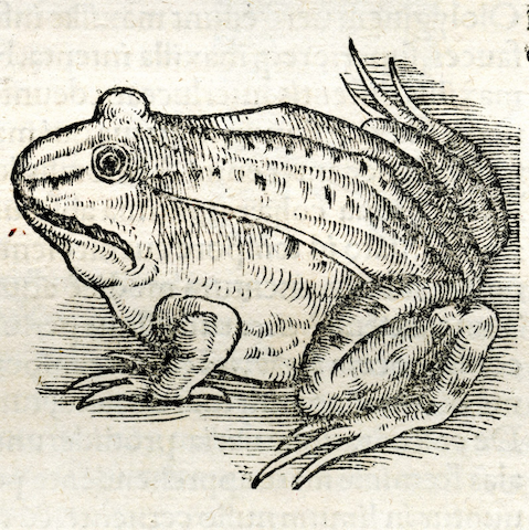 engraving of slightly menacing frog