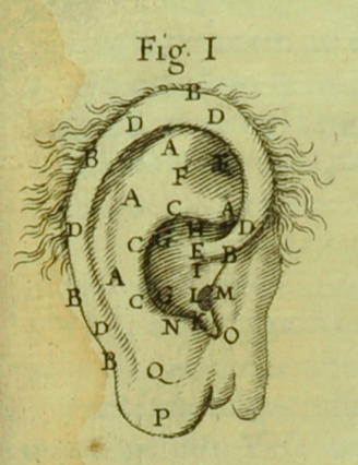 engraving of hairy ear with parts labeled