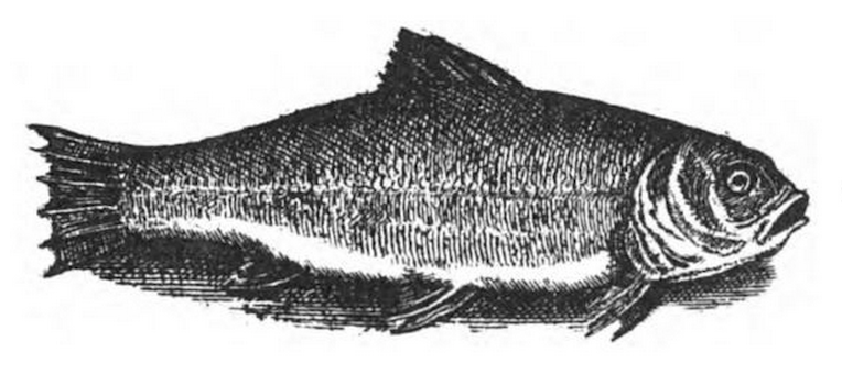 engraving of tench