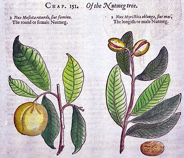 botanical illustration of nutmegs growing