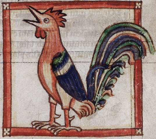 manuscript illustration of cartoonish crowing rooster