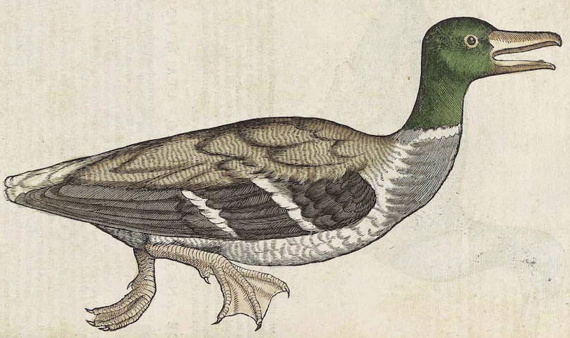 colored engraving of startled mallard