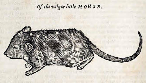 engraving of mouse labeled "of the vulgar little MOUSE"