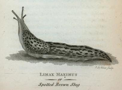 engraving of the "Limax Maximus, or, Spotted Brown Slug"
