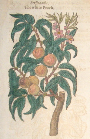 colored engraving of peaches growing