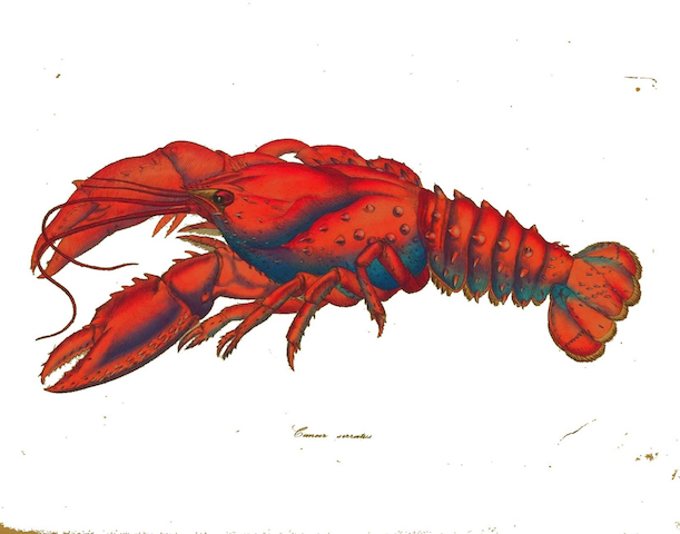 naturalistic illustration of lobster
