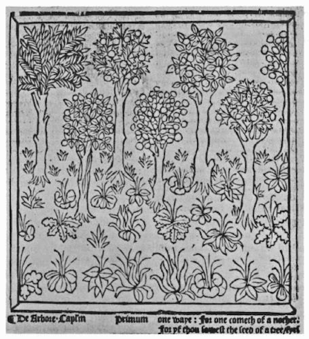 woodcut of herbs and trees growing in rows