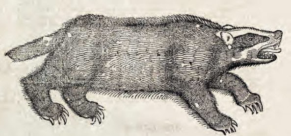 woodcut of snarling badger
