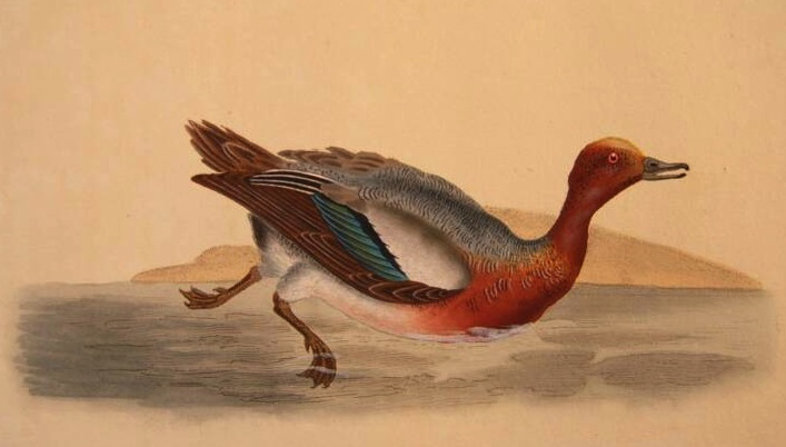painting of duck in water looking askew