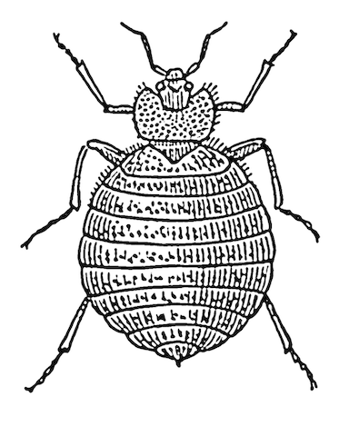 illustration of bedbug