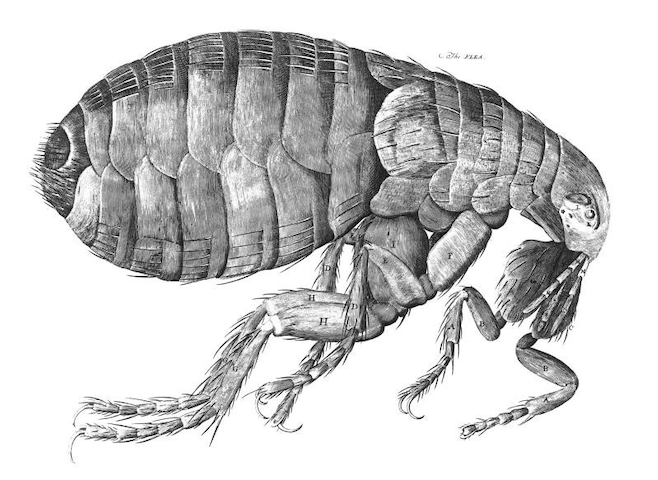naturalistic illustration of flea