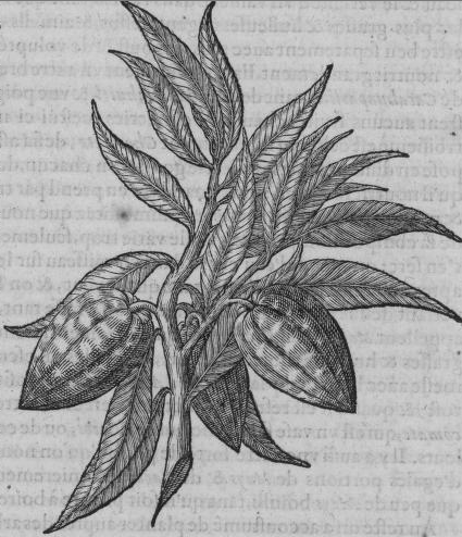 engraving of cocoa beans growing