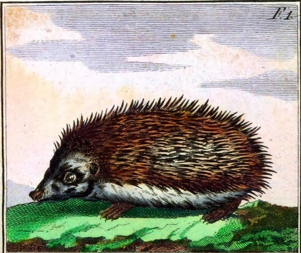 colored engraving of semi-cute hedgehog