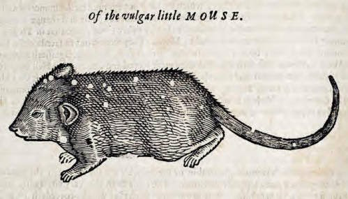 engraving of "the vulgar little MOUSE"