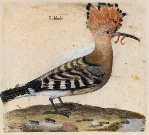 realistic painting of hoopoe, worm in beak