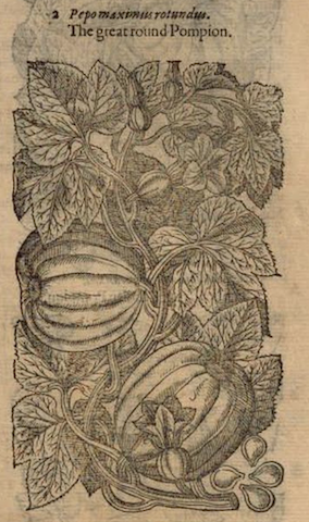 woodcut of "the great round Pompion" growing on vine