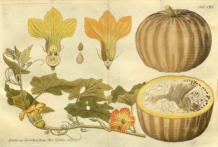 botanical illustration of pumpkin and pumpkin vines and parts