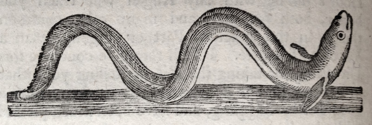 woodcut of eel