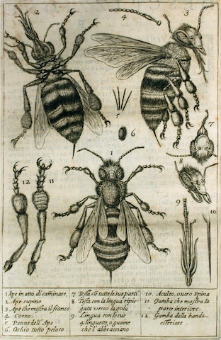 engraving of wasps and wasp parts