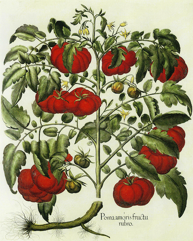botanical illustration of "Poma amoris fructu rubro," a.k.a. love apple with red fruit