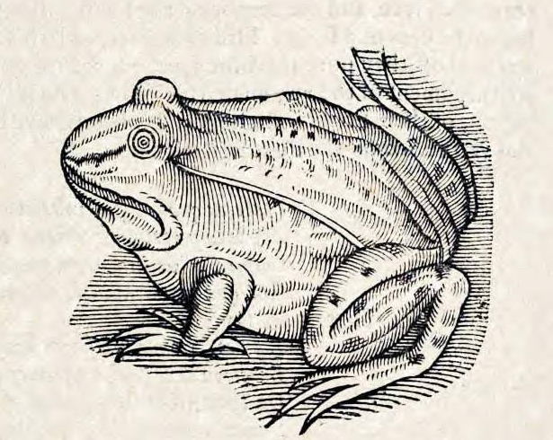 woodcut of toad with alarming eyeball