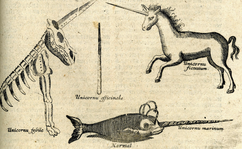 labeled engraving of unicorn, narwhal, unicorn skeleton, unicorn horn